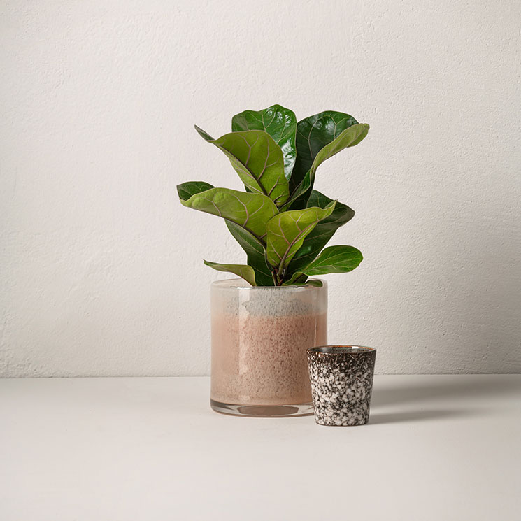 Fiolfikus 30 cm