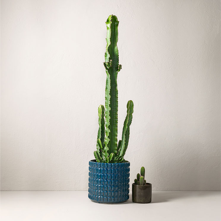Kaktus Euphorbia erytraea