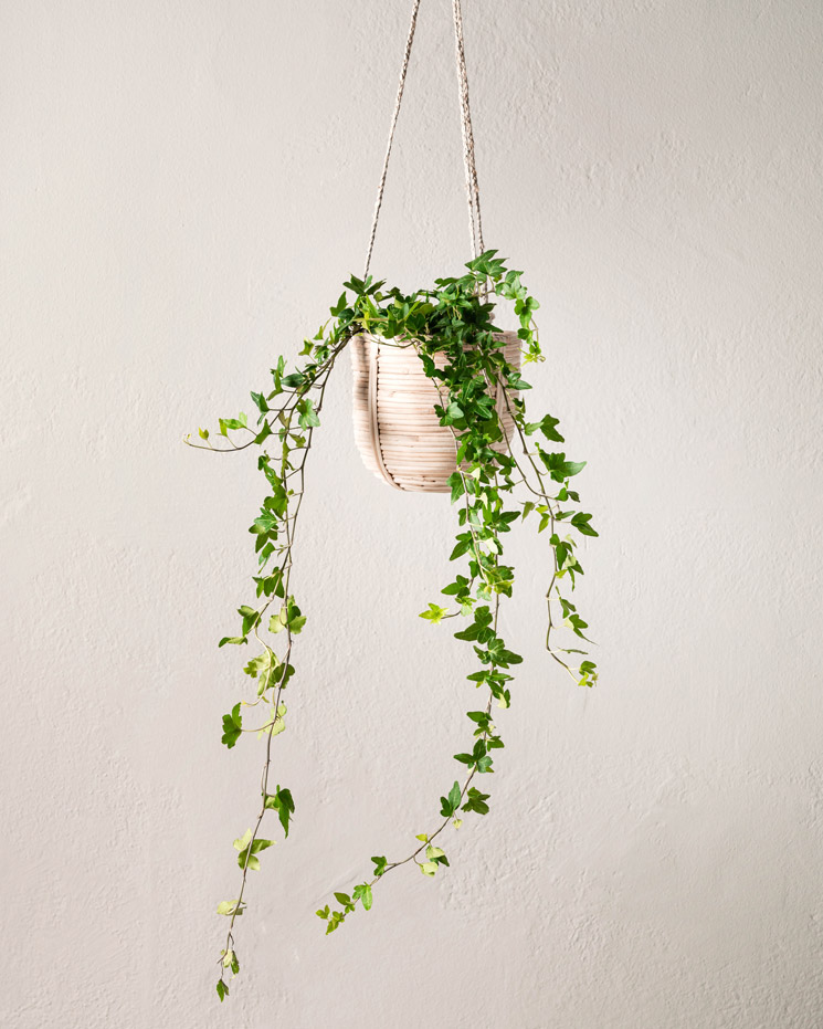 Murgröna 50-60 cm