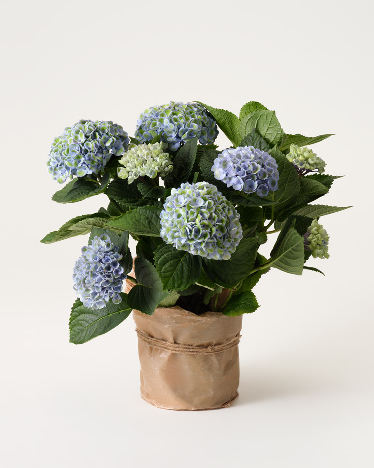 Blå hortensia i vaxat papper
