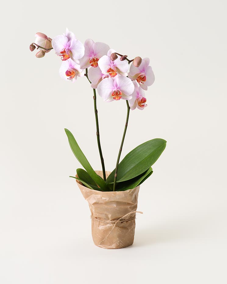 Ljusrosa orkidé